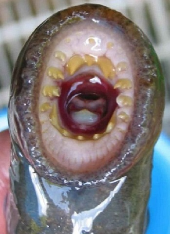 Illustration for article titled Michigan Will Use Biopesticides to Wipe Out Lampreys En Masse